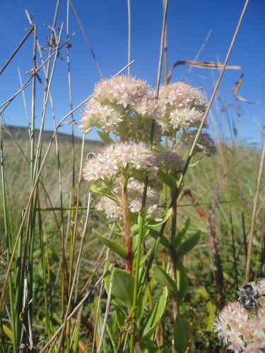 Hylotelephium pallescens iNat (2)