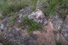 Wahlenbergia madagascariensis