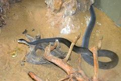 Dendroaspis polylepis