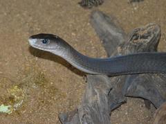 Dendroaspis polylepis