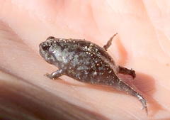 Breviceps fuscus