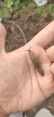 Milacidae