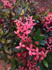 Ixora coccinea coccinea