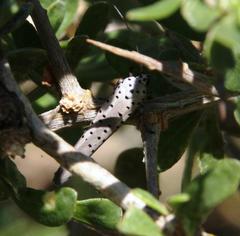 Yponomeuta fumigatus