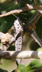 Yponomeuta fumigatus
