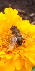 Eristalis tenax