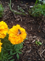 Eristalis tenax