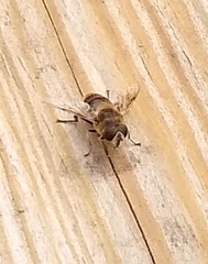 Eristalis tenax