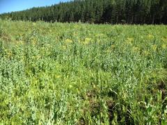 Senecio isatidioides