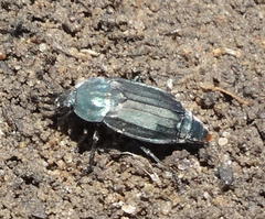 Thanatophilus micans