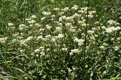 Helichrysum panduratum panduratum