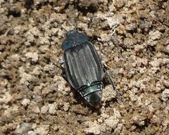 Thanatophilus micans