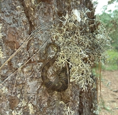 Abronia oaxacae