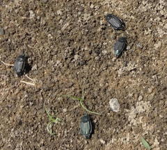 Thanatophilus micans