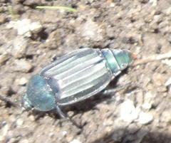 Thanatophilus micans