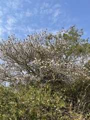 Tabebuia roseoalba