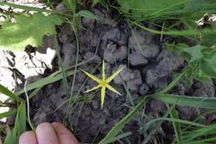 Empodium monophyllum