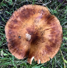Russula ventricosipes