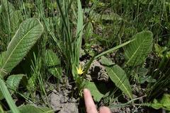 Empodium monophyllum