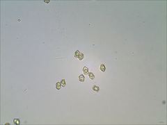 Entoloma olivaceomarginatum