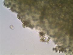 Entoloma olivaceomarginatum
