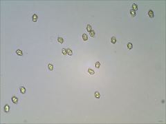 Entoloma olivaceomarginatum