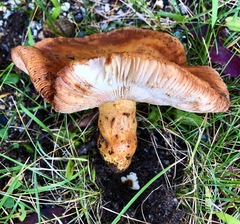 Russula ventricosipes