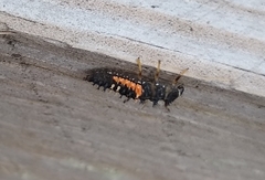 Harmonia axyridis