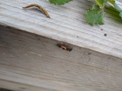 Harmonia axyridis