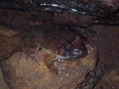 Limnonectes fujianensis