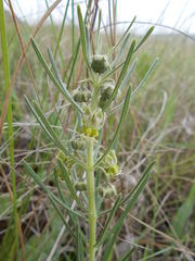 Miraglossum verticillare