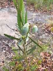 Acacia suaveolens