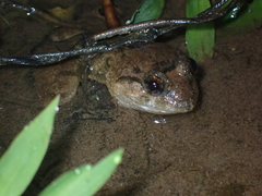 Limnonectes fujianensis