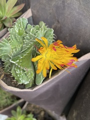 Faucaria
