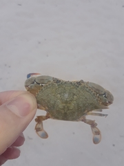 Callinectes similis