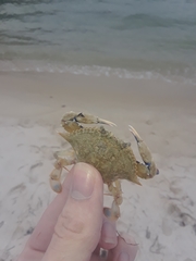 Callinectes similis
