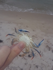Callinectes similis