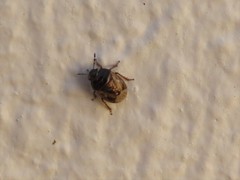 Microporus