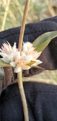 Gomphrena sonorae