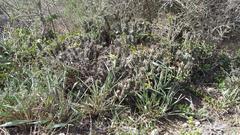 Euphorbia mammillaris