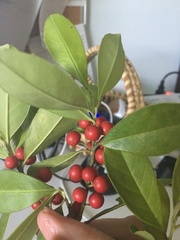 Ilex ambigua