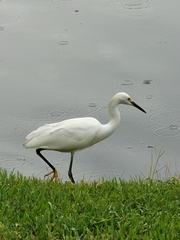 Egretta thula image