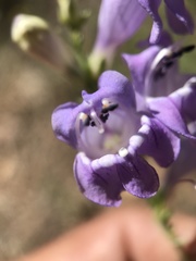 Penstemon pseudoputus
