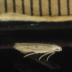 Haplochrois bipunctella