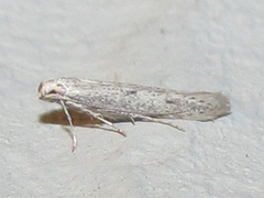 Haplochrois bipunctella