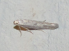 Haplochrois bipunctella