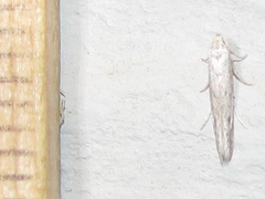 Haplochrois bipunctella