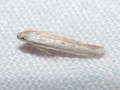 Haplochrois bipunctella