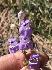 Penstemon pseudoputus