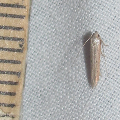 Haplochrois bipunctella